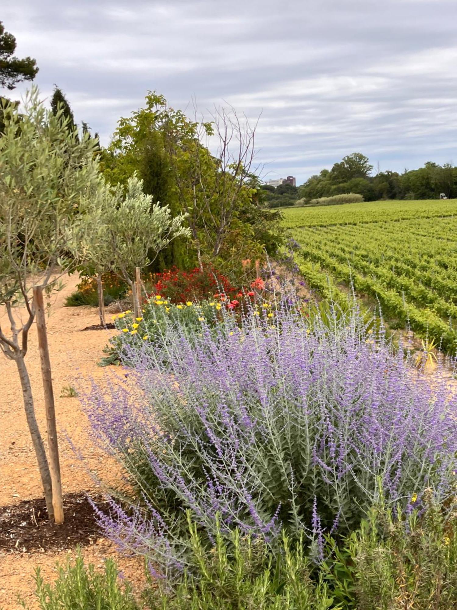 Domaine De L'Herbe Sainte Mirepeisset Exteriör bild