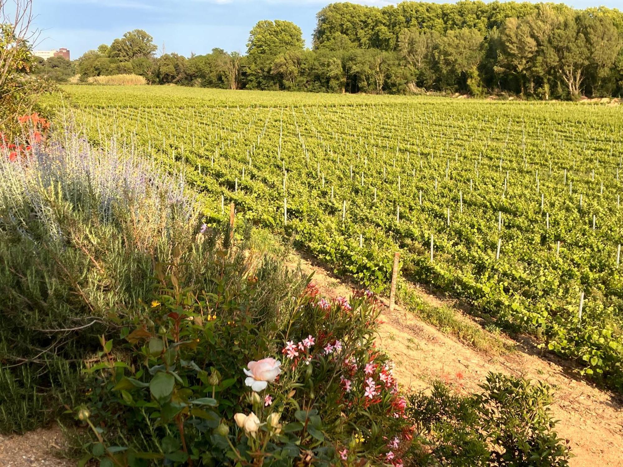 Domaine De L'Herbe Sainte Mirepeisset Exteriör bild